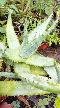 Aloe kapská (Aloe ferox), česky též aloe trnitá,