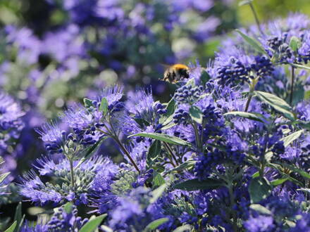 Ořechokřídlec clandonský 'Camara Compact Blue'( Caryopteris clandonensis ')